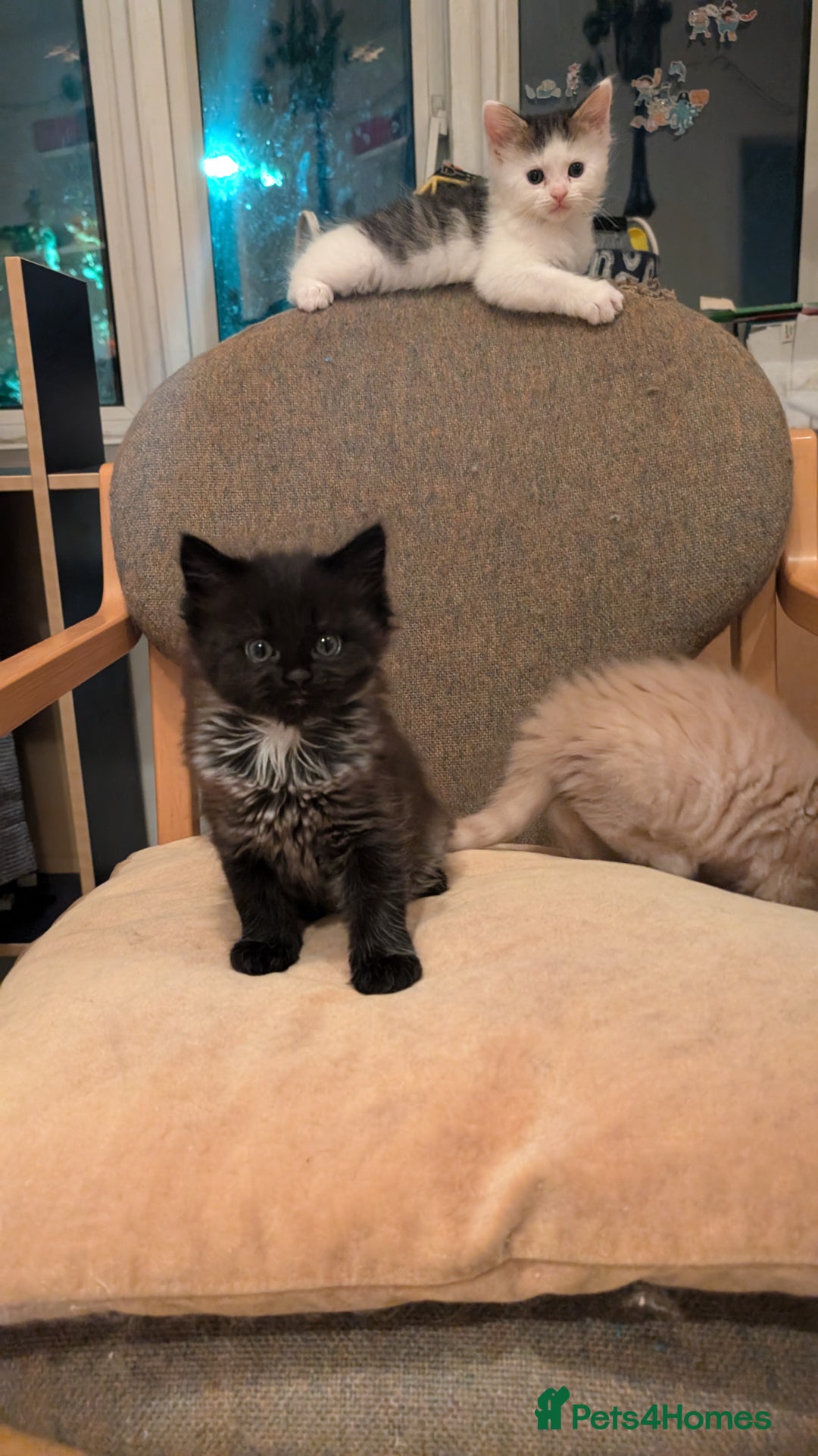 Maine Coon cats for sale: 5 Beautiful Maine Coon kittens available! 😻 - Image 13