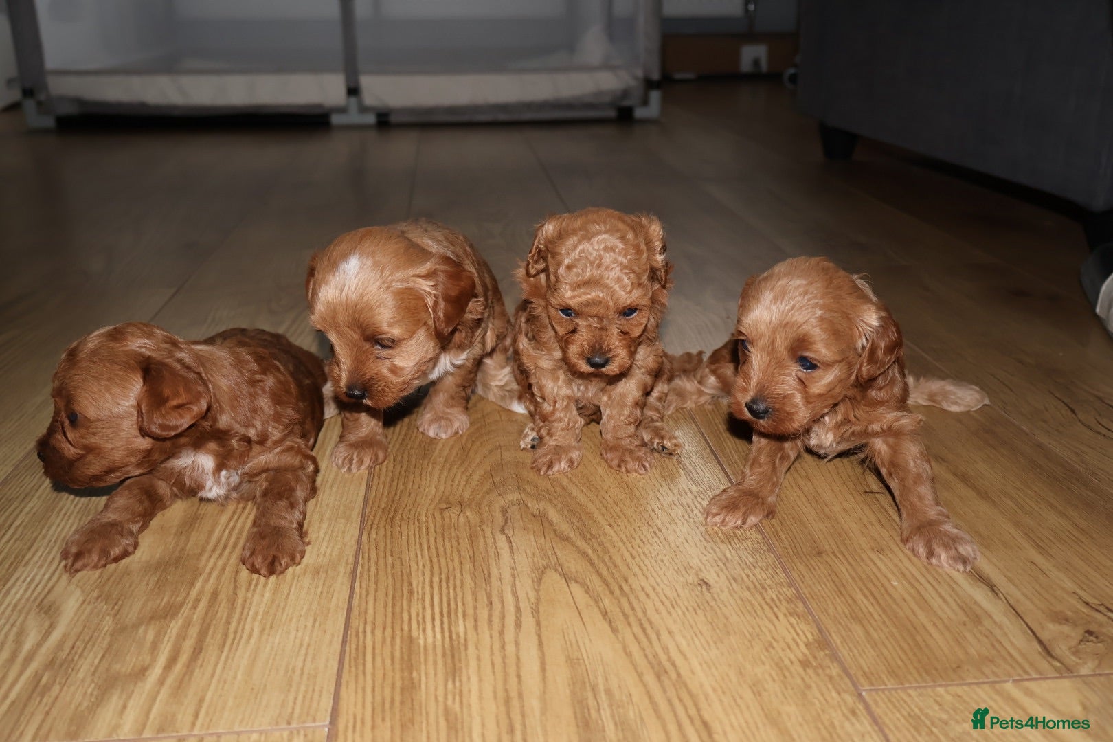 Maltipoo dogs 🐶 Stunning Brown/Red F1B Maltipoo Puppies ❤️ - Advert 1