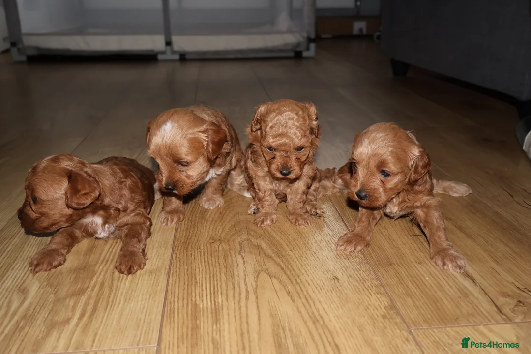 Maltipoo dogs for sale: 🐶 Stunning Brown/Red F1B Maltipoo Puppies ❤️ in Luton - Advert 39