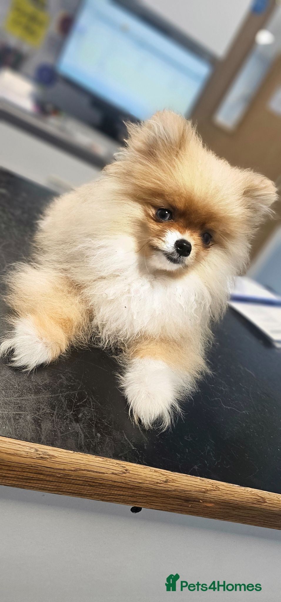 Pomeranian dogs  Super Tiny Orange Sable Boy - Advert 9