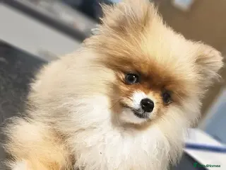 Pomeranian dogs Super Tiny Orange Sable Boy - Advert 9