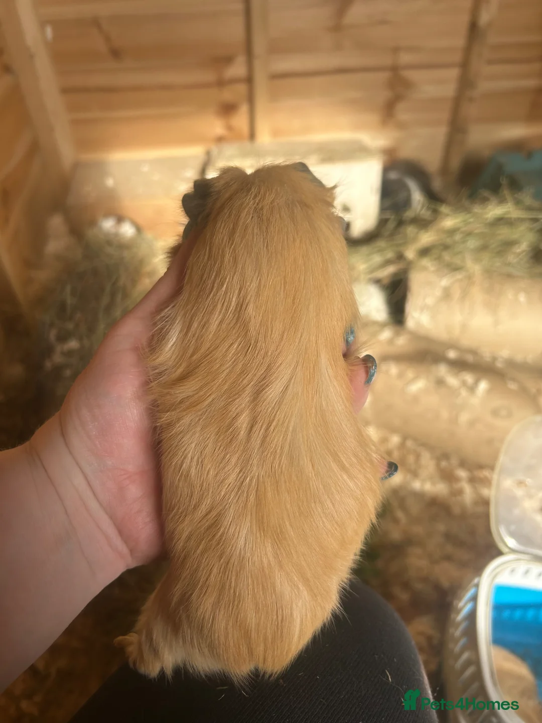 Guinea Pig rodents for sale: Female guineapigs  - Advert 2