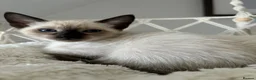 Siamese cats for sale: 7 Siamese Kittens  - Advert 6