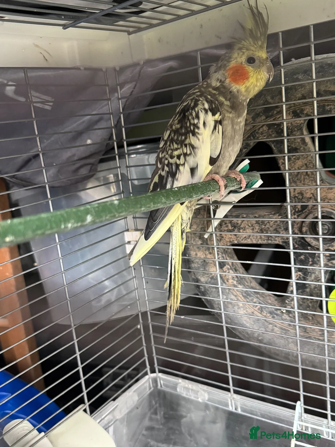 Cockatiels birds for sale: Baby cockatiel 8 weeks old  - Advert 2
