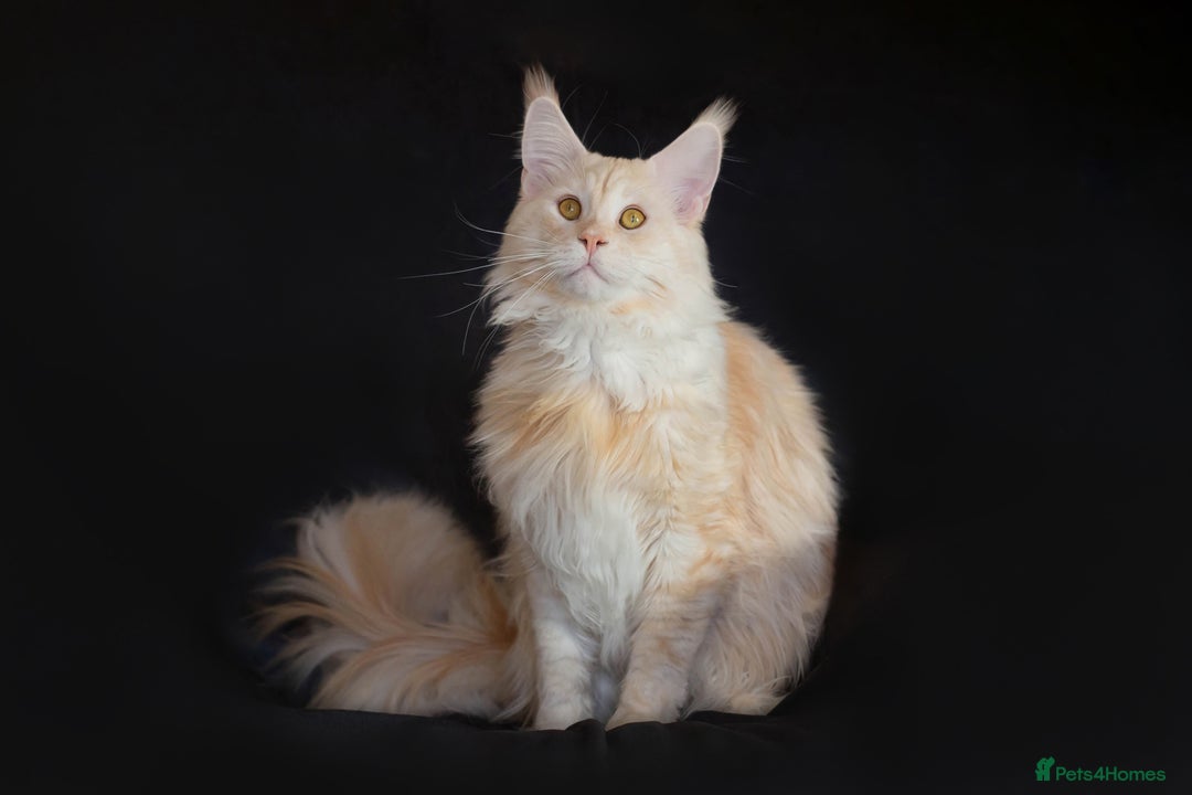 Maine Coon cats for stud: Main Coon stud - Advert 4