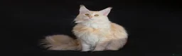 Maine Coon cats for stud: Maine Coon stud - Advert 4