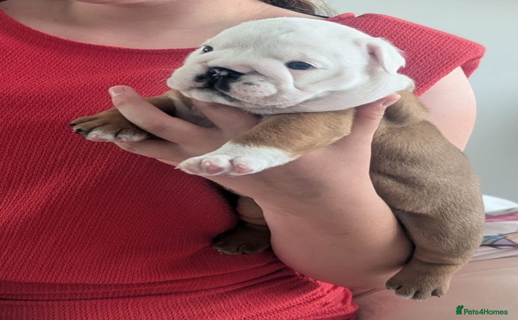 English Bulldog dogs - Advert 4