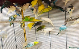 Budgerigars birds for sale: Beautiful baby budgies for sale. - Image 14