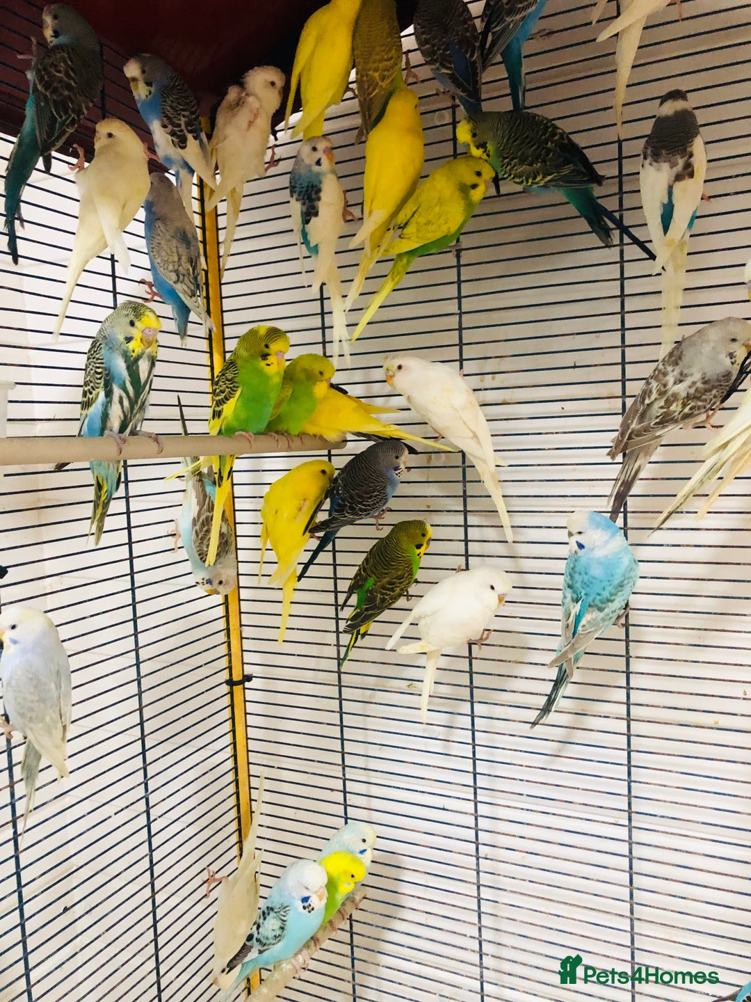 Budgerigars birds for sale: Beautiful baby budgies for sale. - Image 14