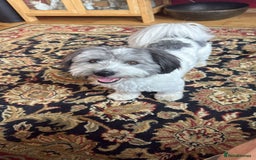 Coton De Tulear dogs for sale: Beautiful Coton de Tulear Puppies - Image 9