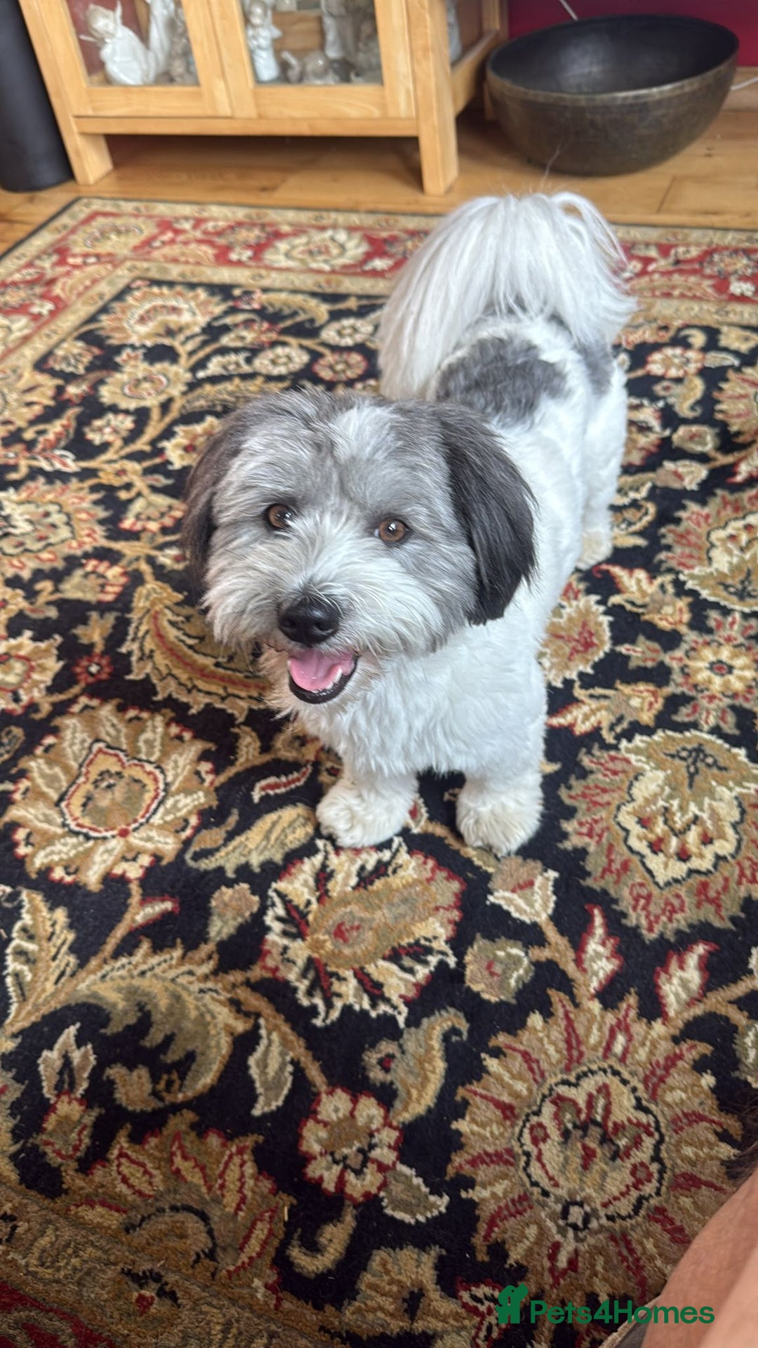Coton De Tulear dogs for sale: Beautiful Coton de Tulear Puppies - Image 9