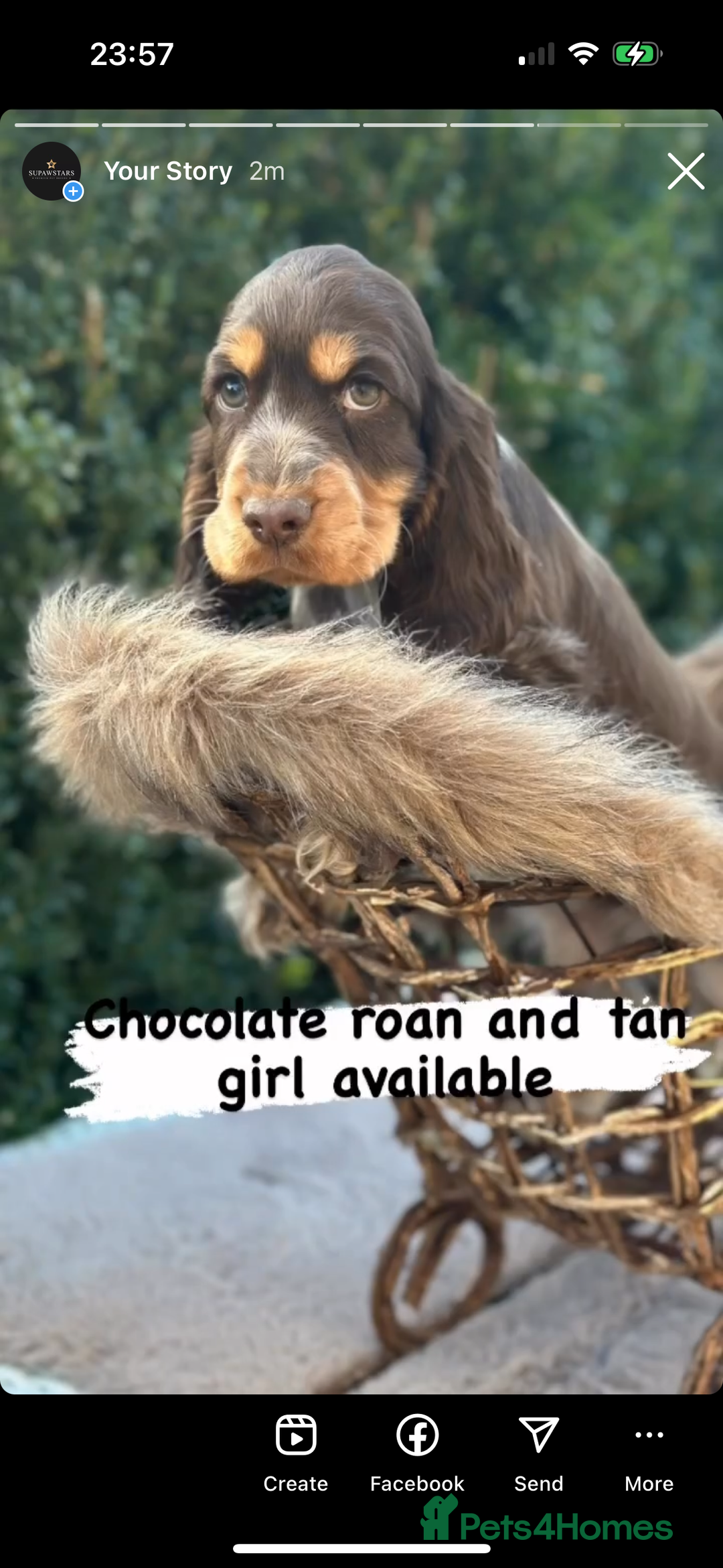 Cocker Spaniel dogs for sale: Stunning cocker spaniel puppies  - Advert 9