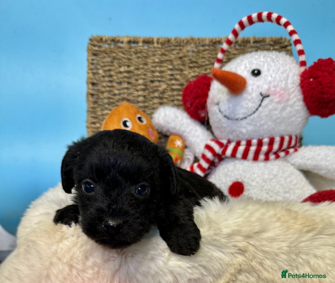 Mixed Breed dogs for sale: Unique Border Terrier X Mini Poodle Puppies! - Advert 7