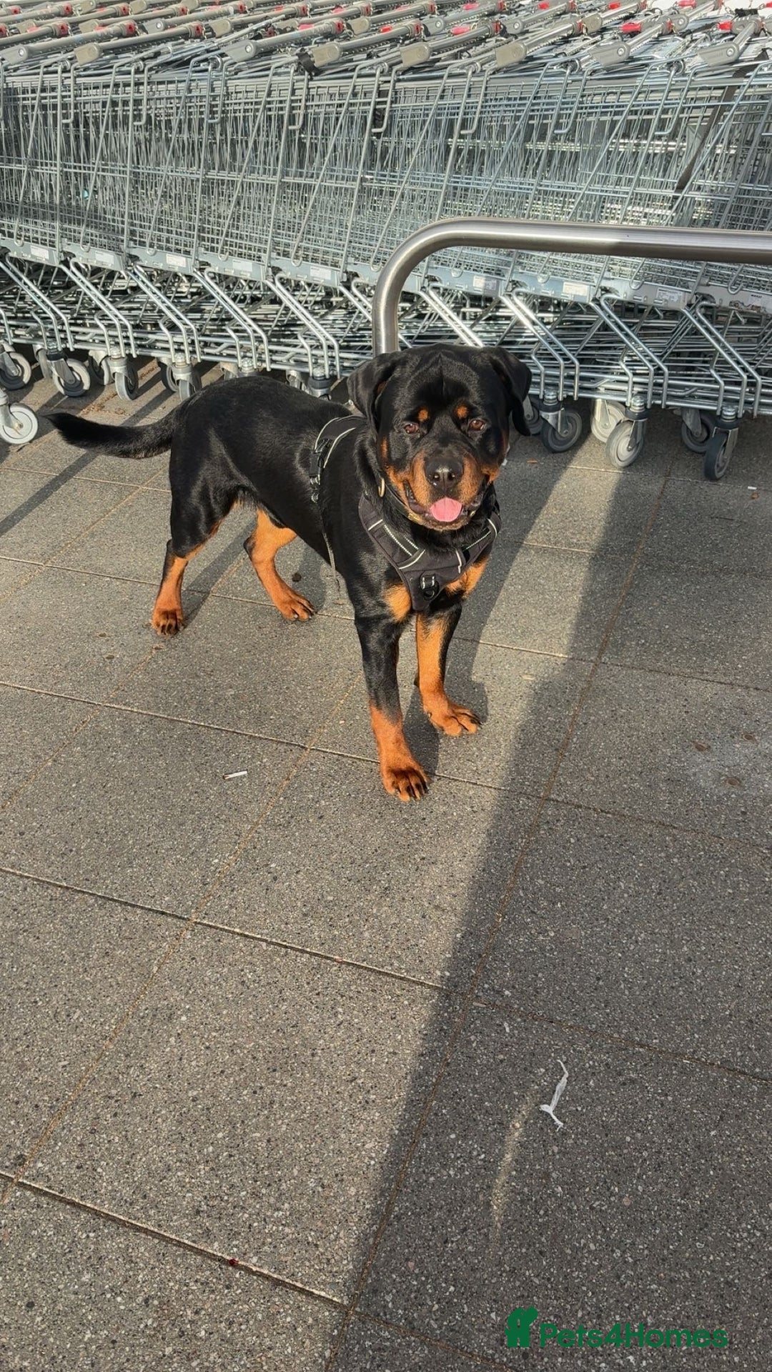Rottweiler dogs for stud: Rottweiler stud male - Advert 5