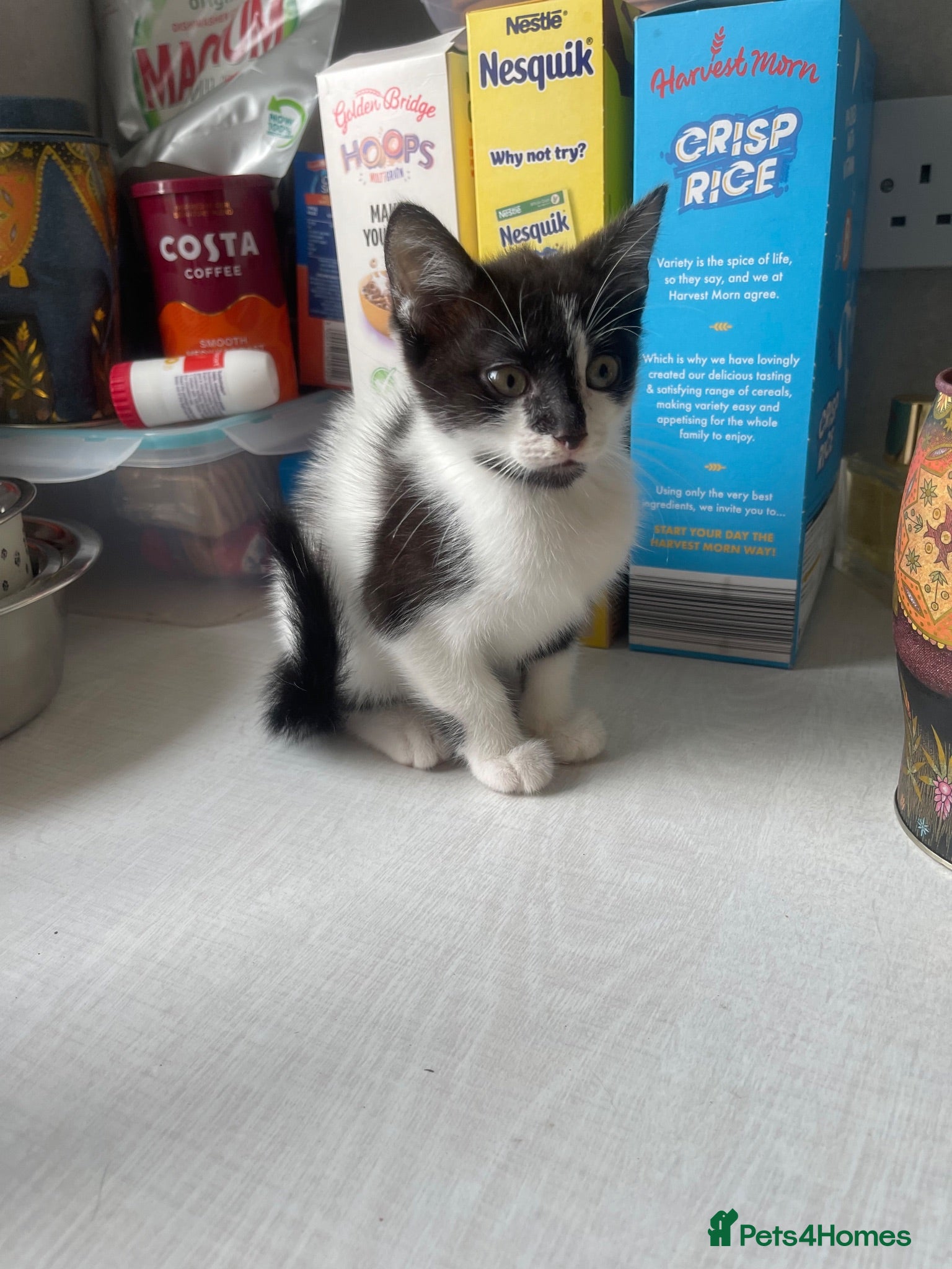 Mixed Breed cats Girl and boy kittens  - Advert 1