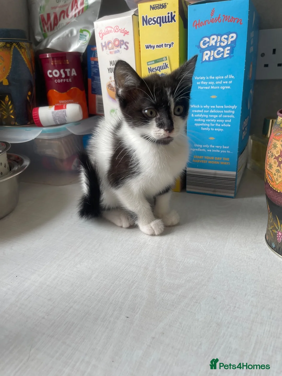 Mixed Breed cats for sale: Girl and boy kittens  in Stockport - Advert 1