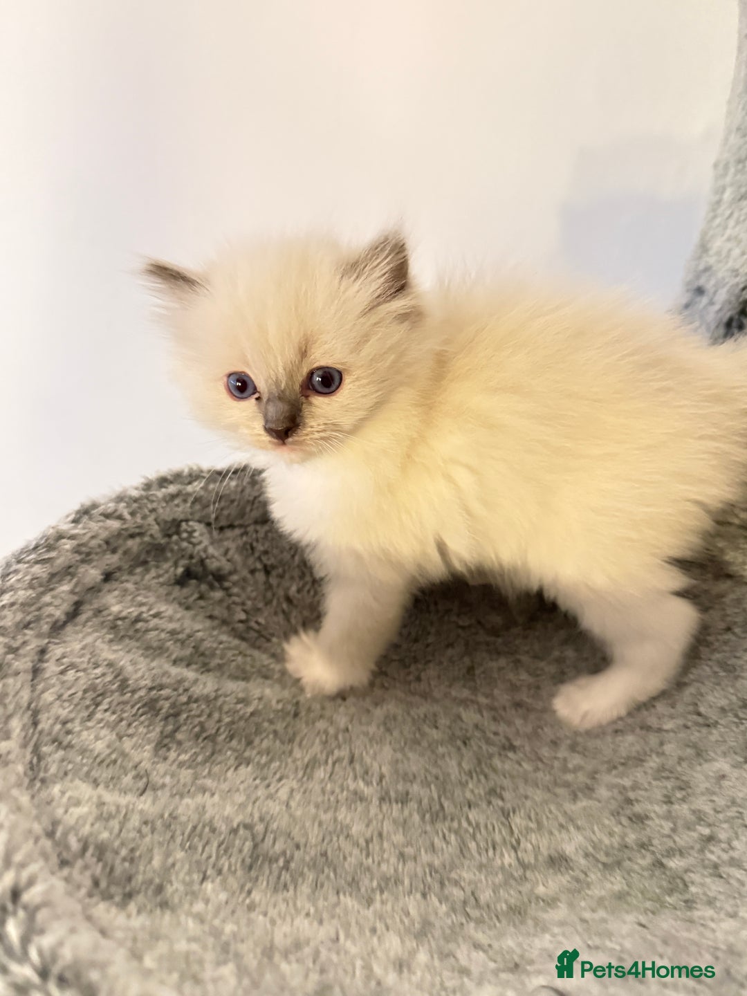 Ragdoll cats for sale: *** Pure Male Ragdoll Kitten For Sale *** - Advert 6