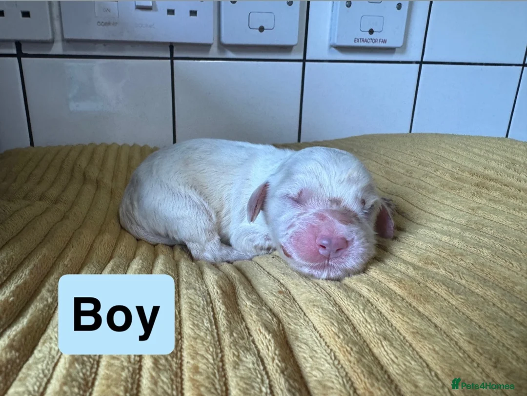 Cocker Spaniel dogs for sale: Cocker Spaniel puppies for sale - Advert 30