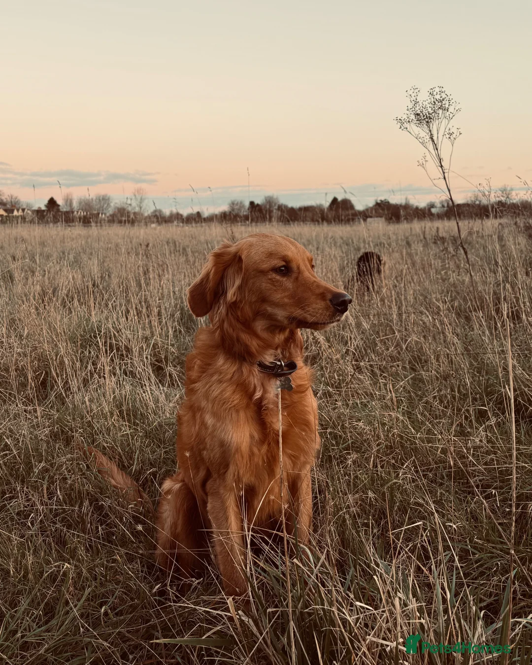 Golden Retriever dogs for stud: Red GOLDEN retriever working in Abingdon - Advert 4