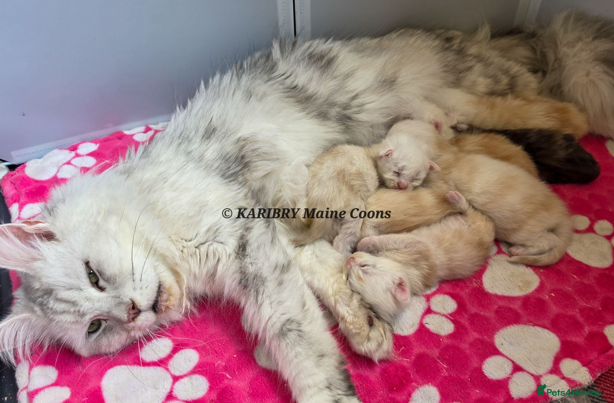 Maine Coon cats Red Shaded, large TICA registerd  - Advert 2