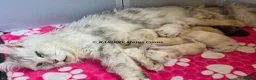 Maine Coon cats for sale: Red Shaded, large TICA registerd  in Okehampton - Advert 2