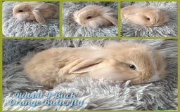 Mini Lop rabbits for sale: Beautiful Mini Lop Babies - 6 to choose from  - Image 3