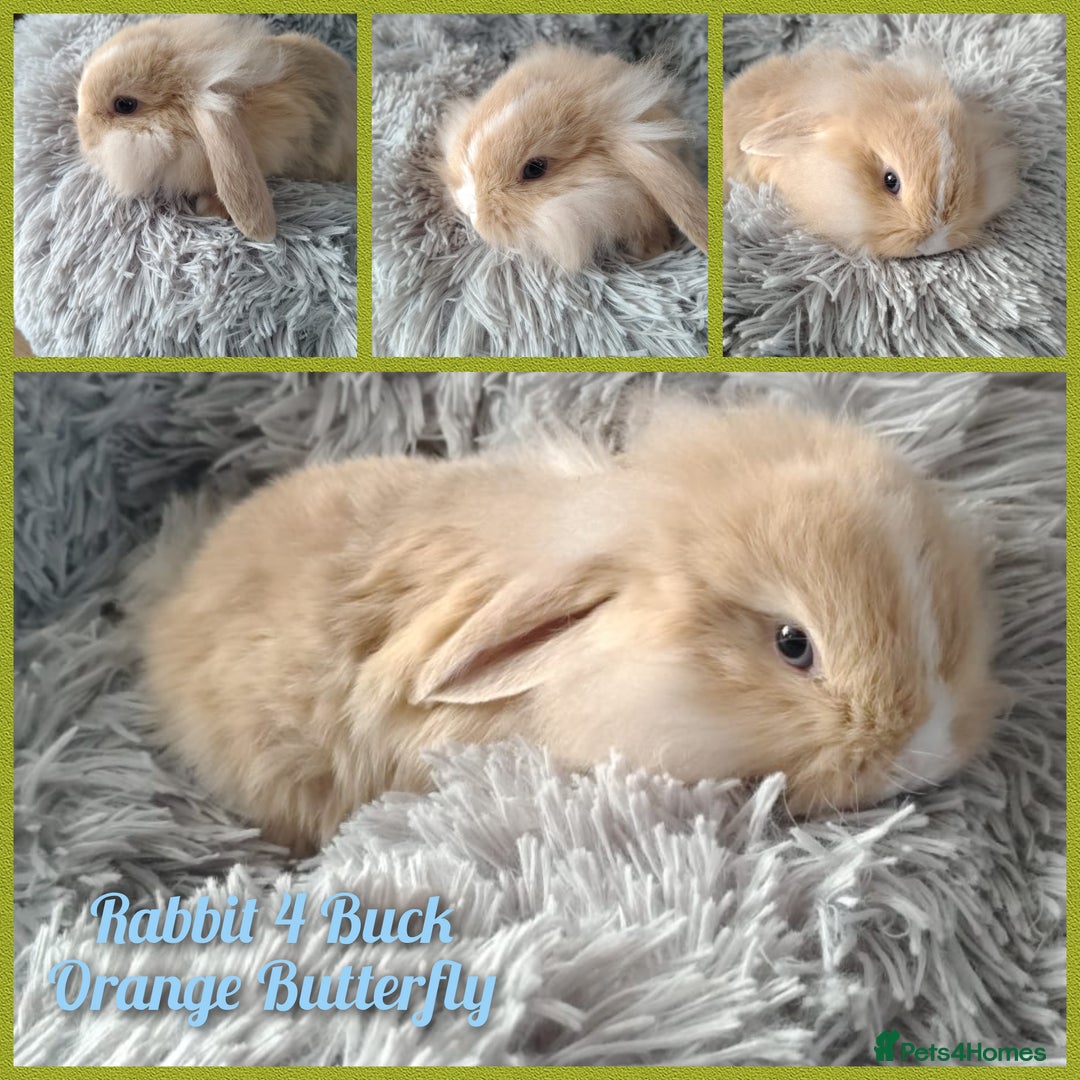 Mini Lop rabbits for sale: Beautiful Mini Lop Babies - 6 to choose from  - Image 3