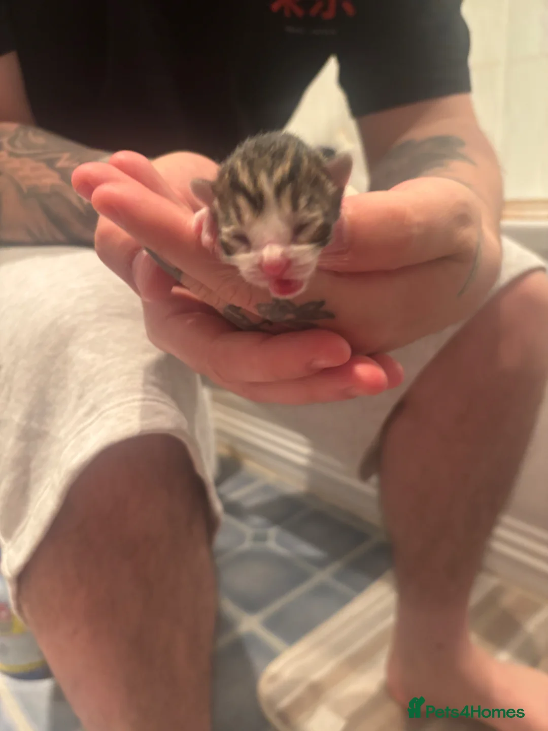 Mixed Breed cats for sale: 5 absolutely gorgeous kittens😍 in Salisbury - Advert 8