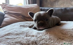 French Bulldog dogs for sale: Beautiful litter of Frenchies - Image 4