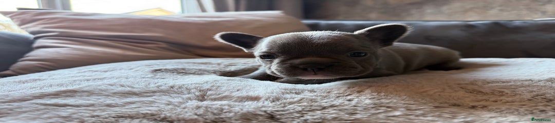 French Bulldog Puppy 4
