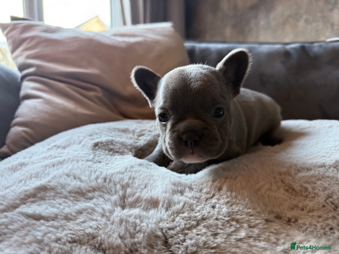 French Bulldog dogs for sale: Beautiful litter of Frenchies - Image 4