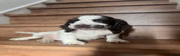 Cocker Spaniel dogs for sale: Beautiful Show type cocker spaniel puppies  - Advert 6