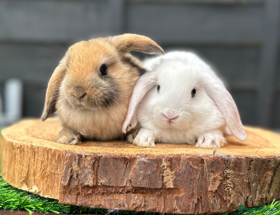 Mini Lop rabbits for sale: All buns reserved - Image 4