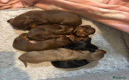 Dachshund dogs for sale: Long haired dachshund  - Image 12