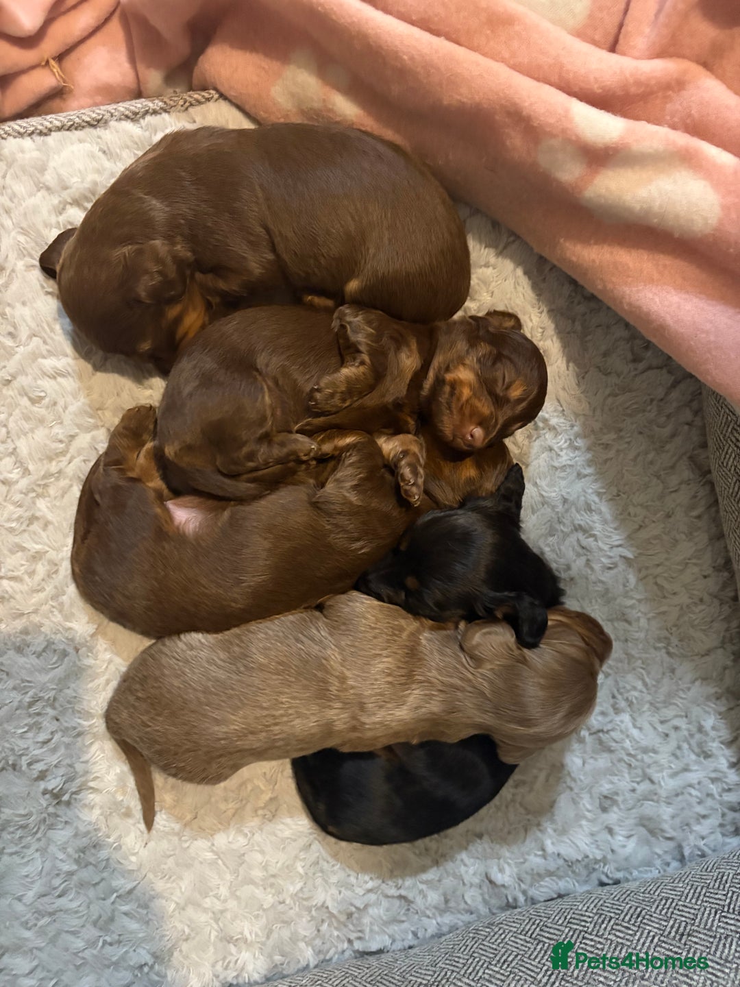 Dachshund dogs for sale: Long haired dachshund  - Image 12