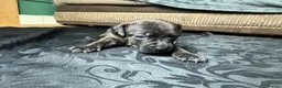 Mixed Breed dogs for sale: American Bull Staffy Puppies in Ramsgate - Advert 10