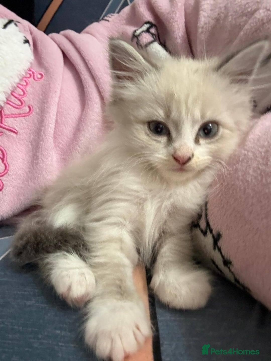 Ragdoll cats for sale: MALE RAGDOLL *AVAILABLE* - Image 5