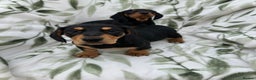 Dachshund dogs for sale: 2 Beautiful dachshunds left!!! - Advert 18
