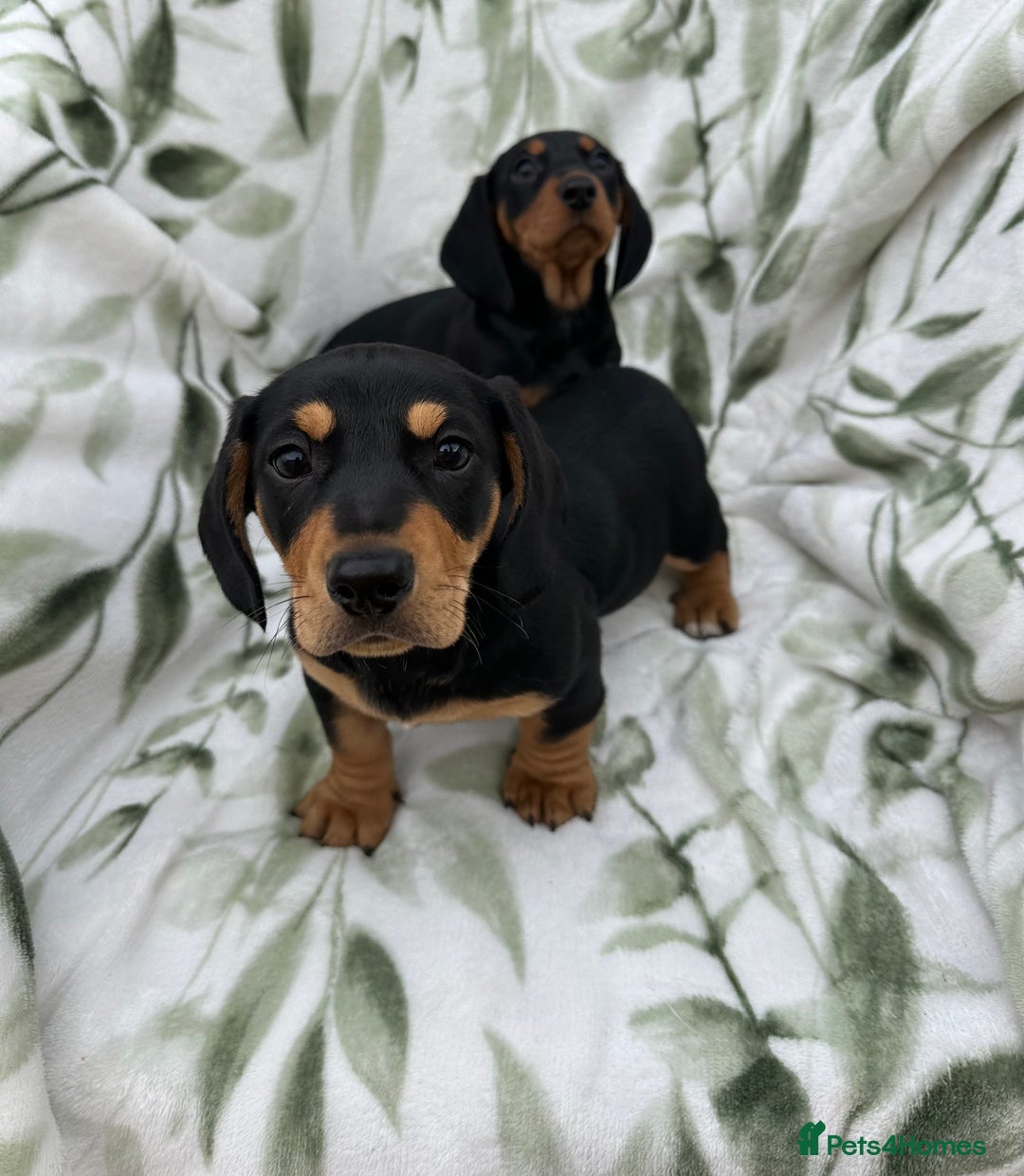 Dachshund dogs for sale: 2 Beautiful dachshunds left!!! - Advert 18