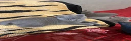 British Shorthair cats for sale:     “Beautiful British Shorthair Kittens” - Advert 6