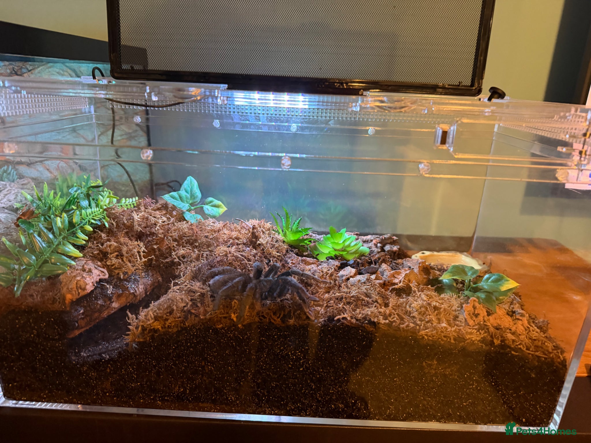 Spiders invertebrates Various ts for sale - Advert 1