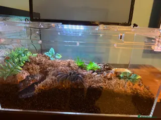 Spiders invertebrates Various ts for sale - Advert 8