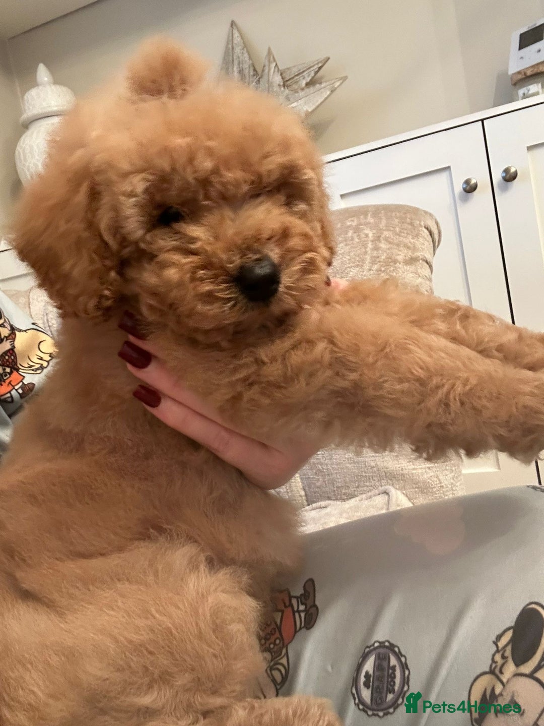 Miniature Poodle dogs for sale: 11 week old miniature poodle girl - Advert 6
