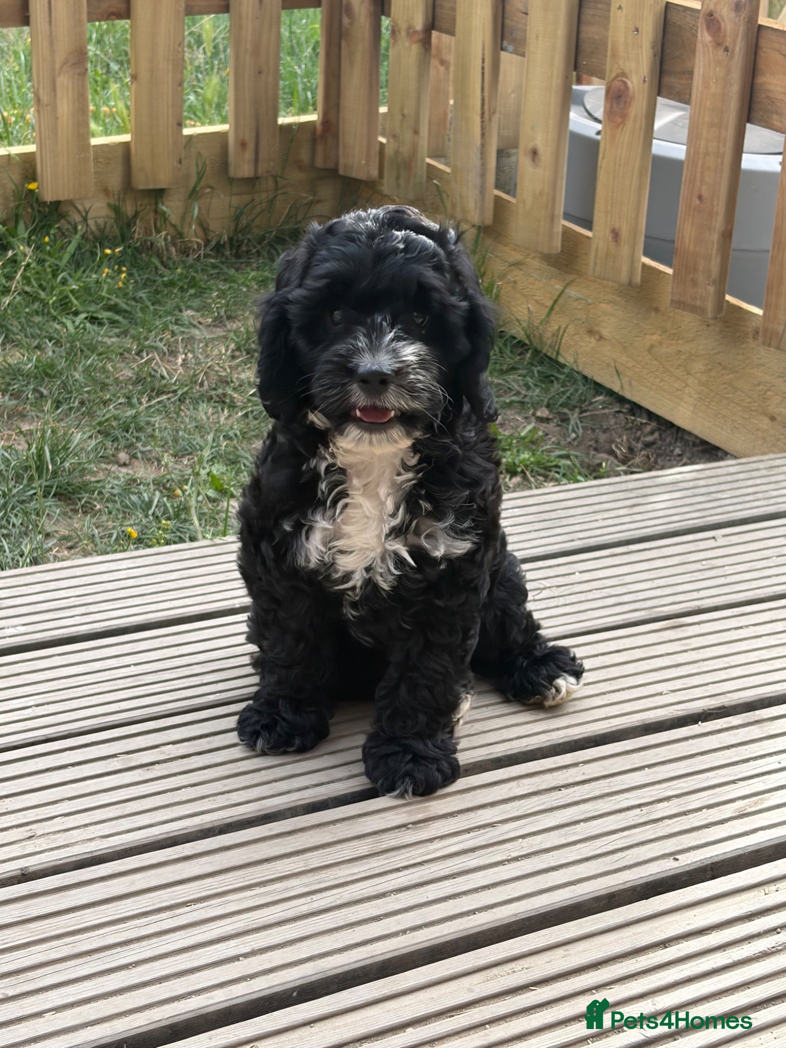 Cockapoo dogs **READY NOW** F1 Cockapoo Pups  - Advert 1