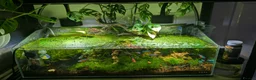 Platies fish for sale: Duckweed - Advert 1