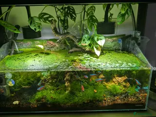 Platies fish Duckweed - Advert 1