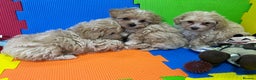 Maltipoo dogs for sale: ❤️3 Maltipoo F1 Babies❤️ - Advert 4