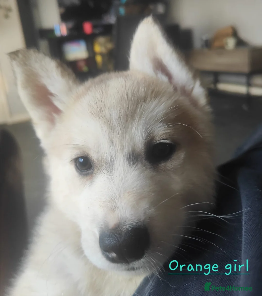 Siberian Husky dogs for sale: Friendly Siberian Husky Puppies - Advert 8