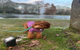 Mixed Breed dogs for sale: Mini Australian Golden Doodles  - Image 16