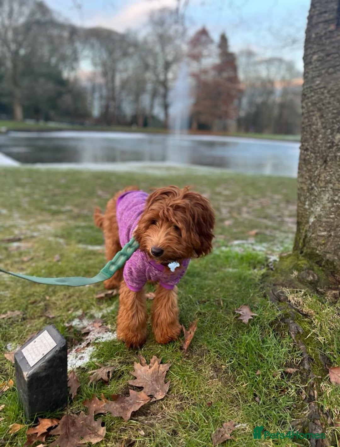 Mixed Breed dogs for sale: Mini Australian Golden Doodles  - Image 16